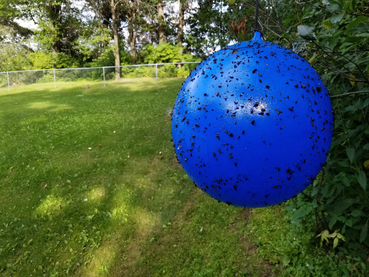 Bug Ball Complete Kit